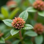 Colina Josta : le guide essentiel pour réussir la culture de cet arbuste hybride dans votre jardin