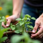 Travellersgarden.com : Conseils pratiques et outils indispensables pour cultiver un potager florissant