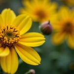 Fleurs Jaunes : Guide Essentiel pour Sélectionner et Soigner les Variétés Incontournables de Votre Jardin