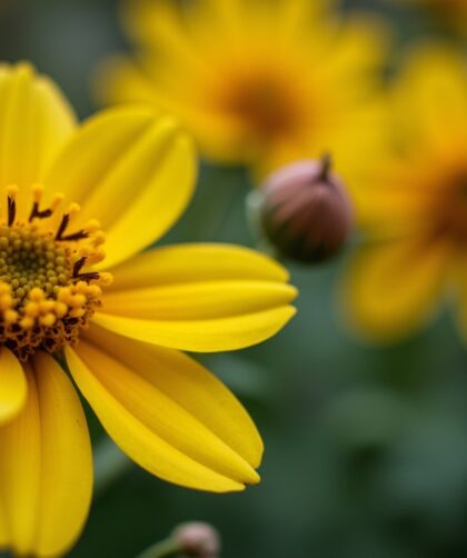 Fleurs Jaunes : Guide Essentiel pour Sélectionner et Soigner les Variétés Incontournables de Votre Jardin