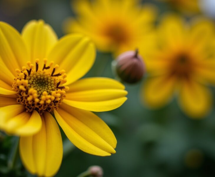 Fleurs Jaunes : Guide Essentiel pour Sélectionner et Soigner les Variétés Incontournables de Votre Jardin