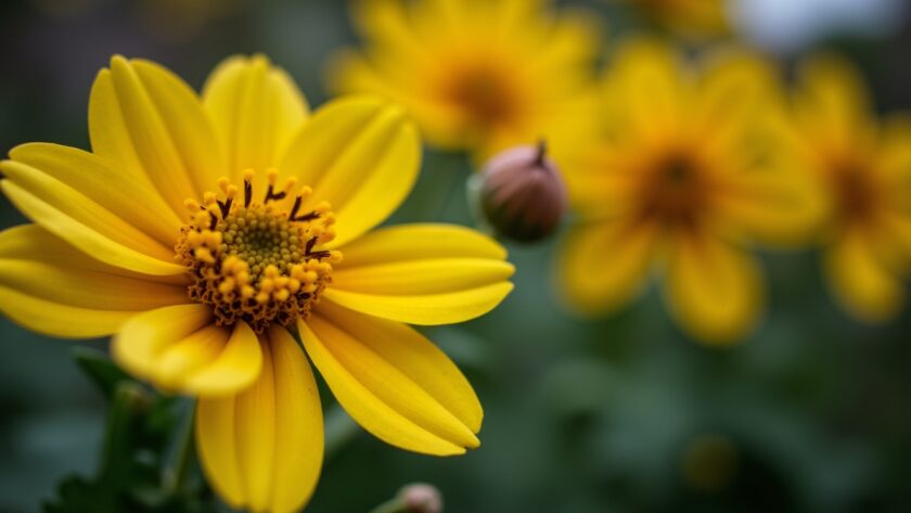 Fleurs Jaunes : Guide Essentiel pour Sélectionner et Soigner les Variétés Incontournables de Votre Jardin