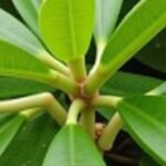 Ficus Ginseng : Astuces simples pour allonger la durée de vie de votre plante