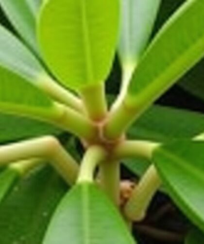 Ficus Ginseng : Astuces simples pour allonger la durée de vie de votre plante
