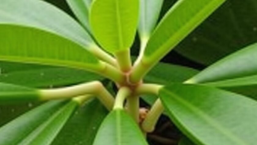 Ficus Ginseng : Astuces simples pour allonger la durée de vie de votre plante