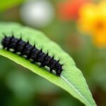 Chenille noire à domicile : guide pratique pour la reconnaître et s'en débarrasser efficacement