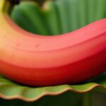 Banane rouge : découvrez ses vertus surprenantes, ses spécificités uniques et nos astuces pour en profiter pleinement
