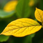 Feuille jaune sur Monstera : comprendre les causes et agir vite pour la sauver