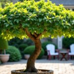 Comment sculpter un mûrier platane en parasol : guide pratique et astuces essentielles