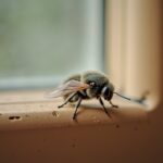 Combien de temps un moustique peut-il survivre dans votre chambre ?