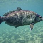 Évaluer la qualité d'une pompe de bassin : puissance, débit et durabilité